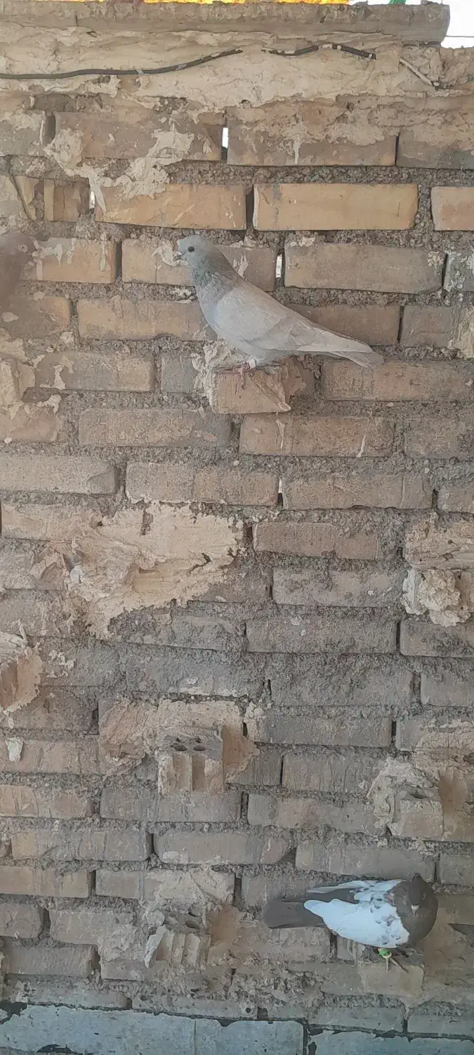 کوتعبدالله شهرک نور روبروی چمن مصنوعی|پرنده|اهواز, منازل کارون|دیوار