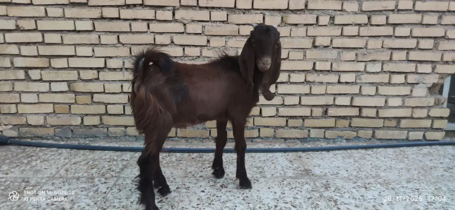 بز نر|حیوانات مزرعه|امیدیه, |دیوار