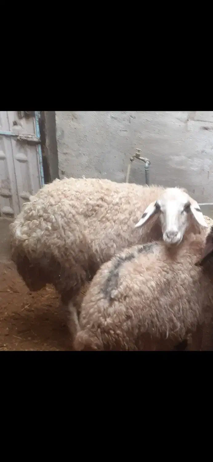 گوسفند|حیوانات مزرعه|کرمانشاه, |دیوار