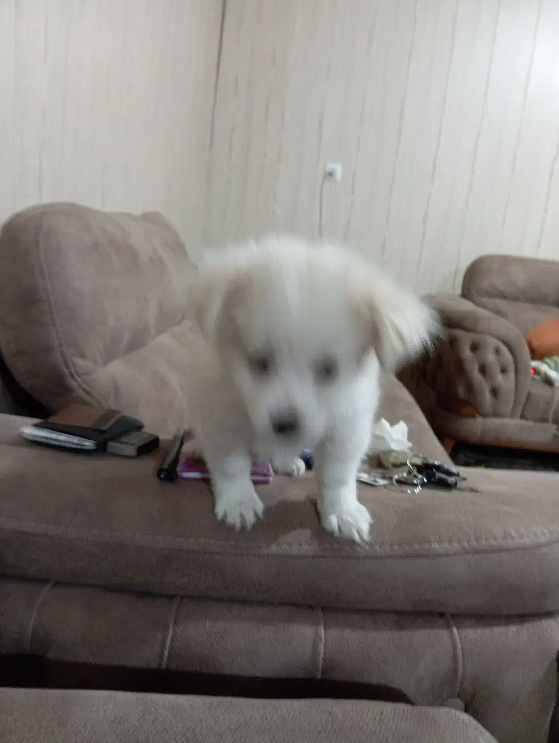 باسلام توله پامر۳ماهه شناسنامه واکسن خورده|سگ|مرودشت, سهلآباد|دیوار