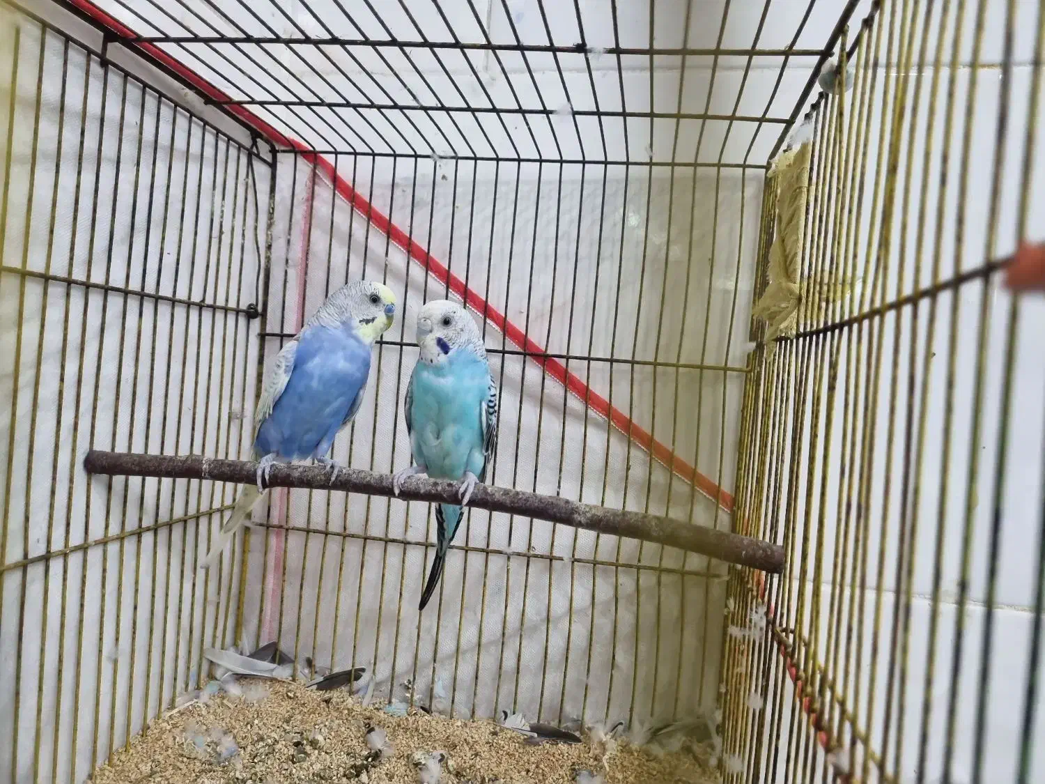 مرغ عشق رنگ خاص مولد|پرنده|خشت, |دیوار