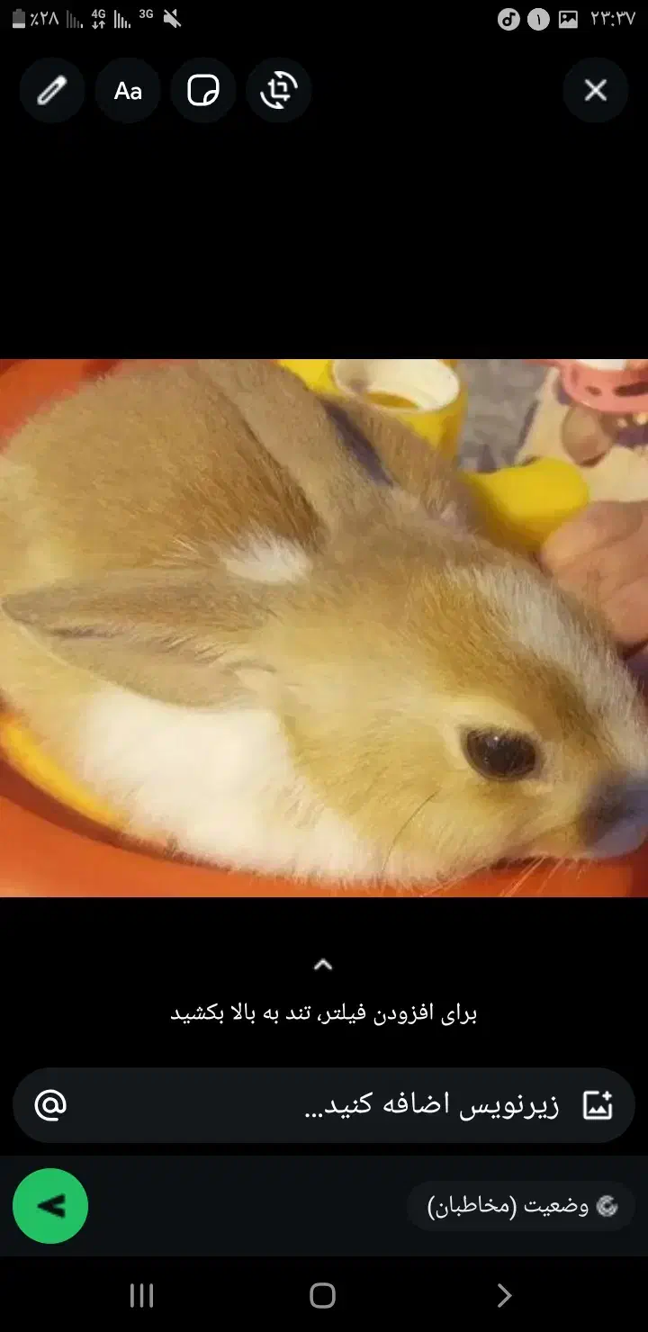 خرگوش همه رنگ موجوده قیمت ۳۰۰|موش و خرگوش|بندر ماهشهر, |دیوار