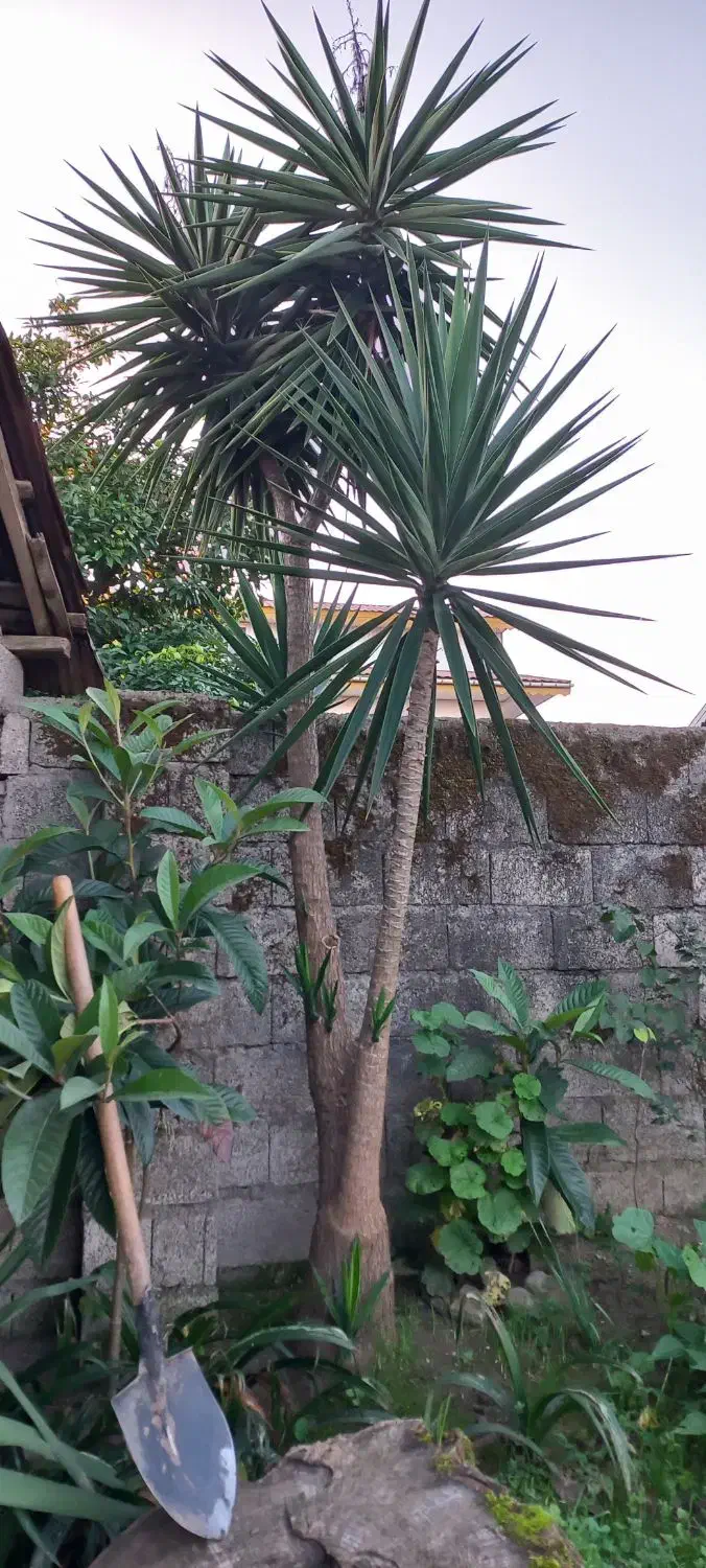 دو عدد گل یوکا بزرگ ۵متری|گل و گیاه طبیعی|کیاشهر, |دیوار