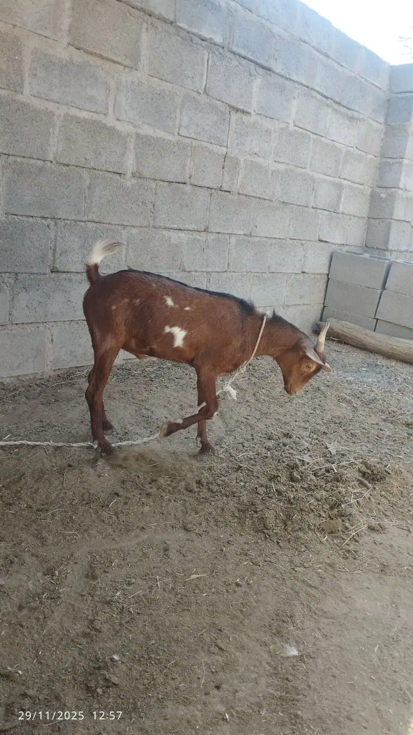 کهره نر سرحال|حیوانات مزرعه|میناب, |دیوار