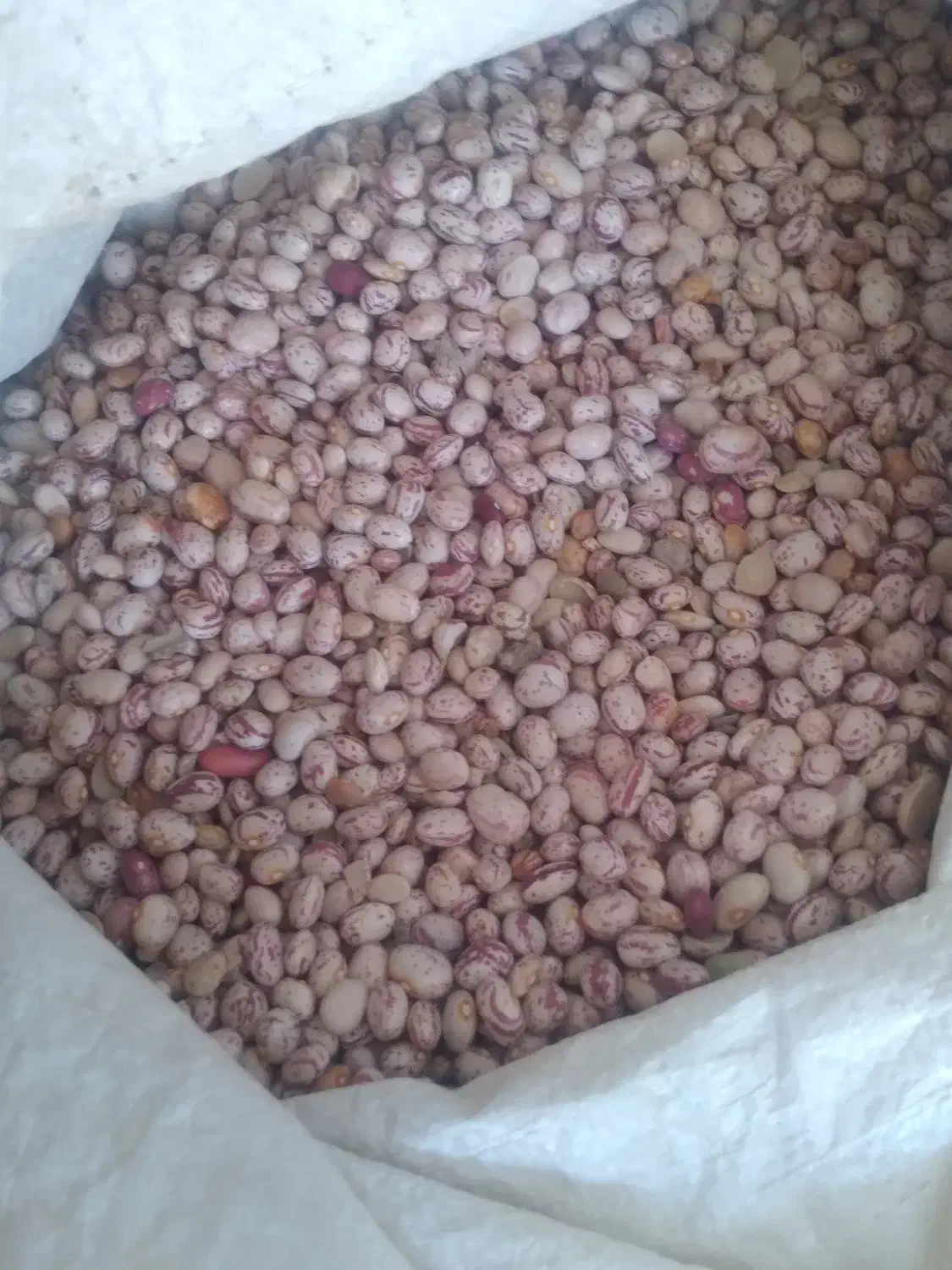 لوبیا چیتی|خوردنی و آشامیدنی|زرین دشت (فارس), |دیوار