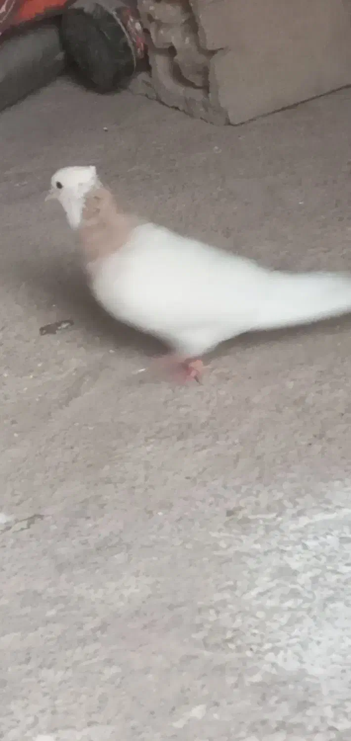 ی جفت طوقی روزگاری|پرنده|خانمیرزا, |دیوار