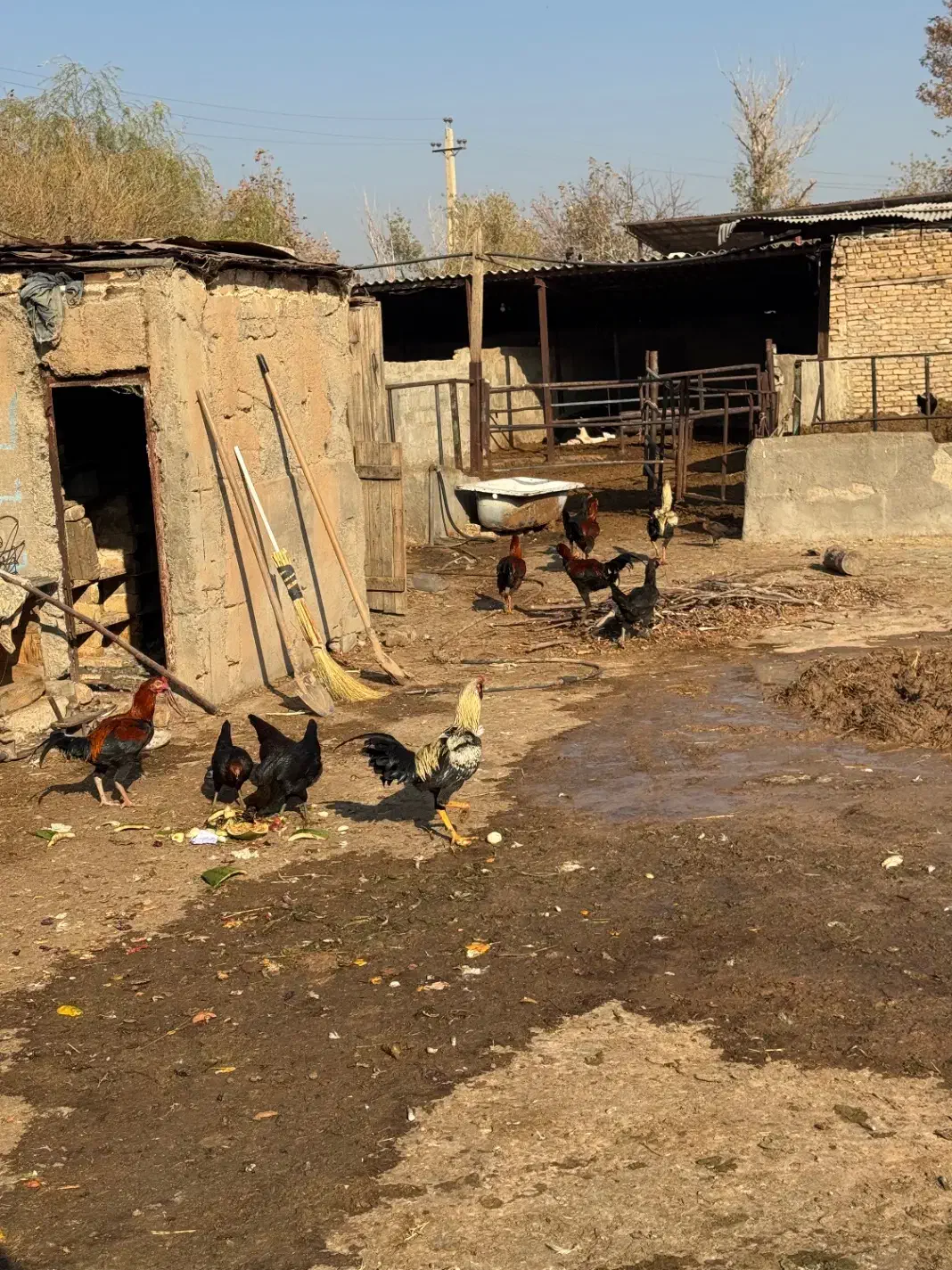 خروس دورگ|حیوانات مزرعه|الوند, |دیوار