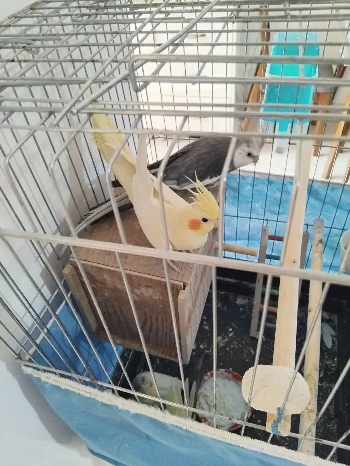 عروس هلندی همراه با ۴ جوجه نژاد دار|پرنده|تهران, مسعودیه|دیوار