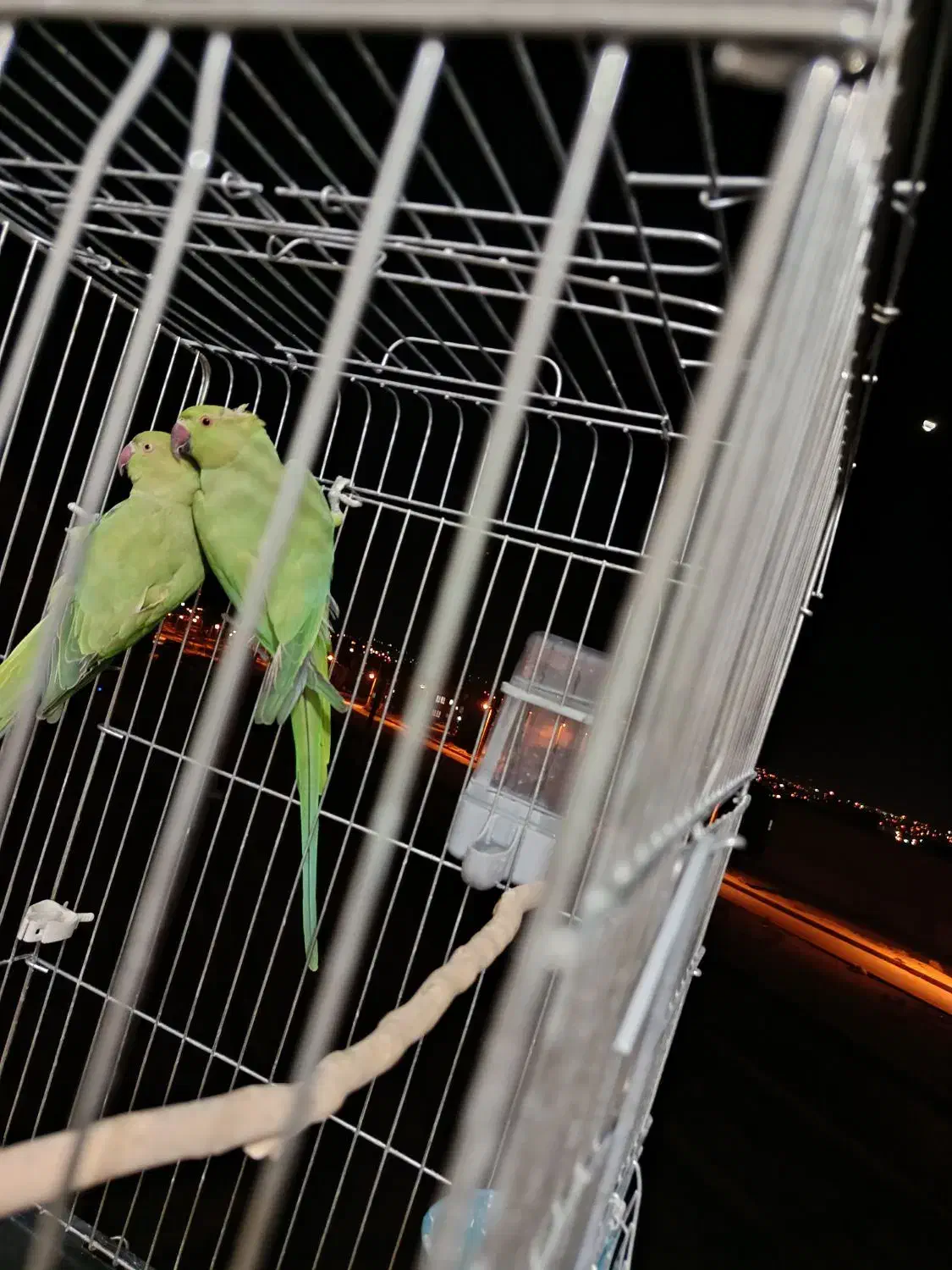 شاه طوطی|پرنده|شاهرود, |دیوار