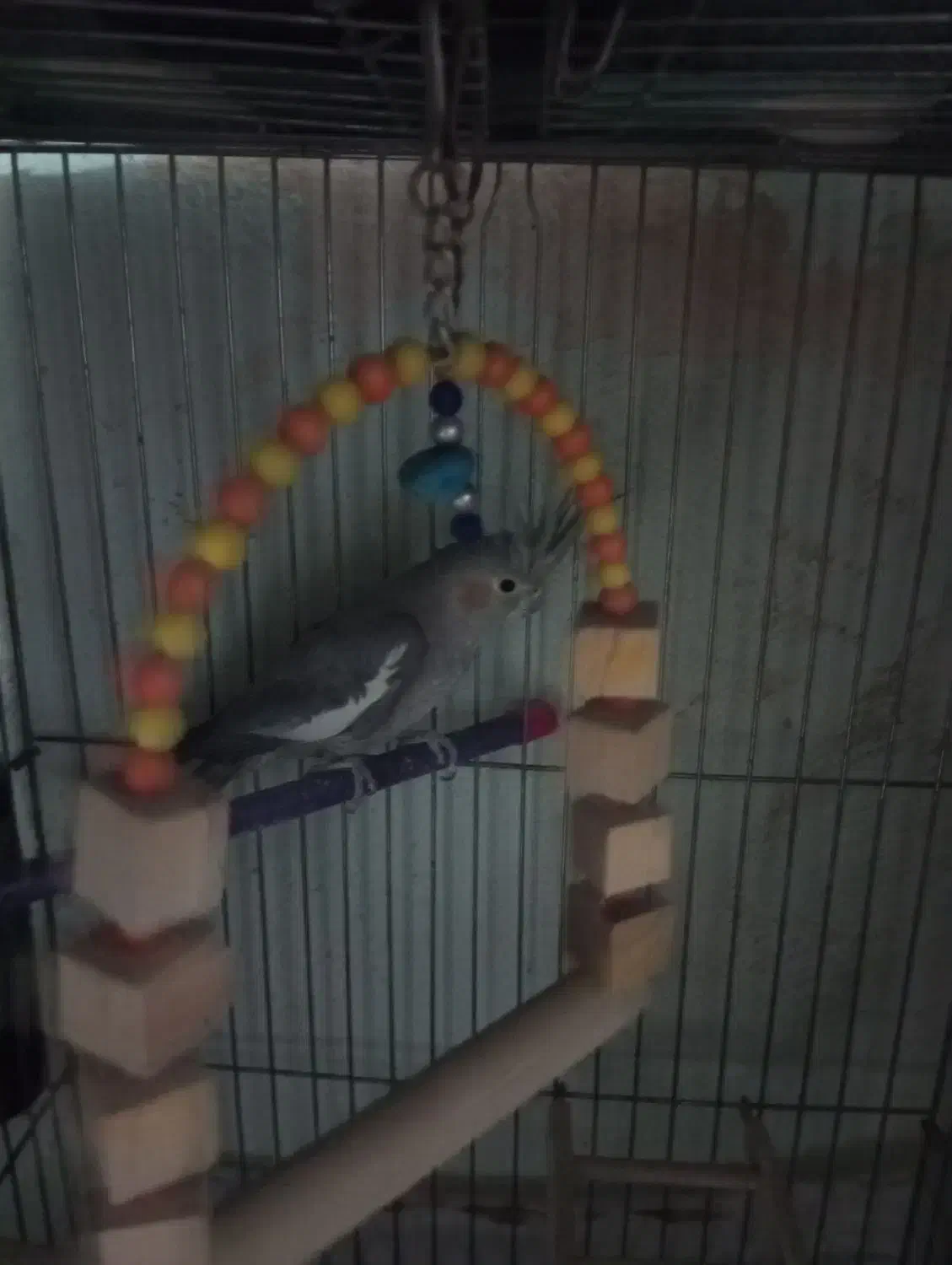 عروس هلندی نر|پرنده|پاکدشت, پاکدشت (مامازند)|دیوار