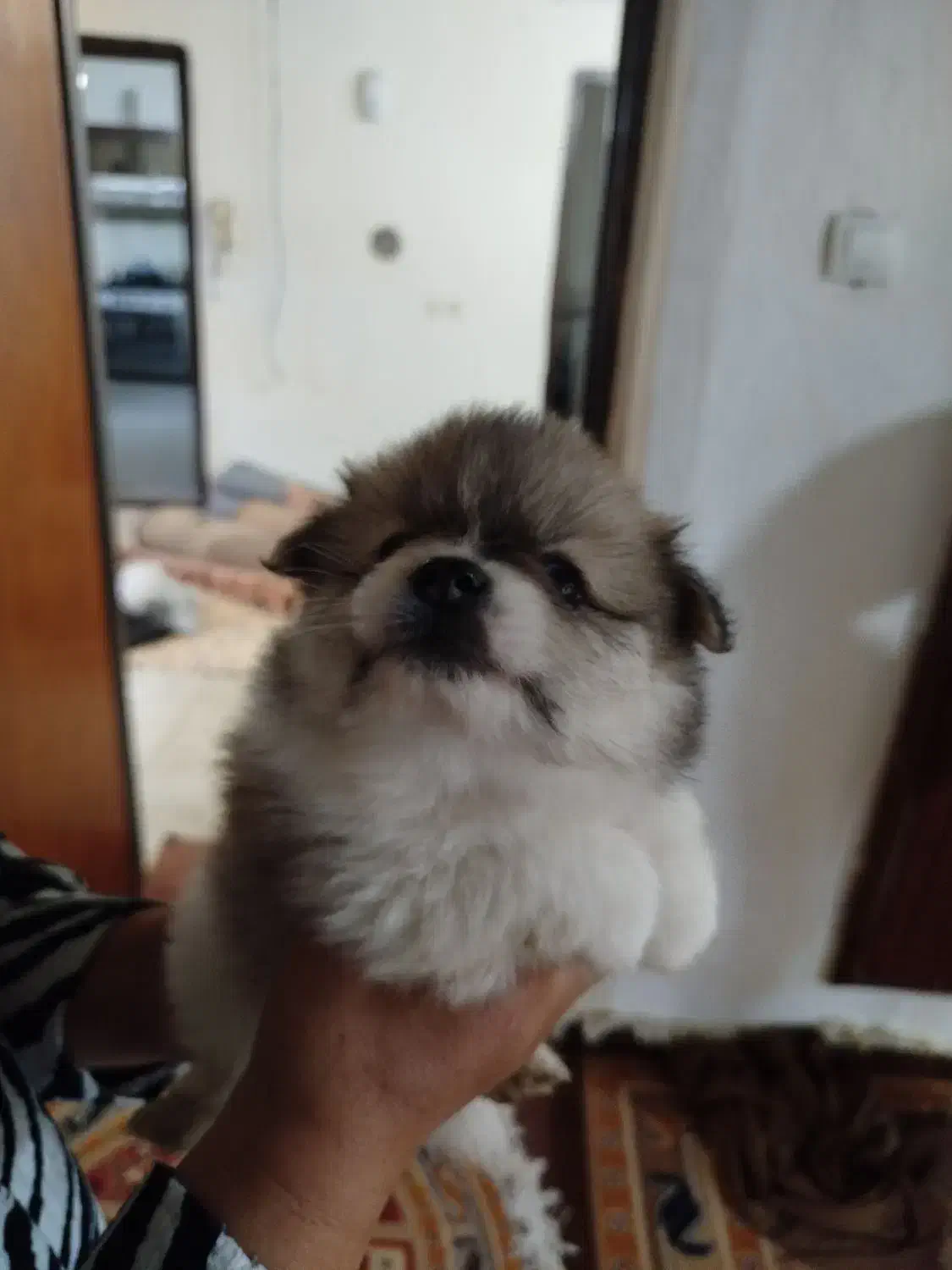 واگذاری توله پامر|سگ|نشتارود, |دیوار