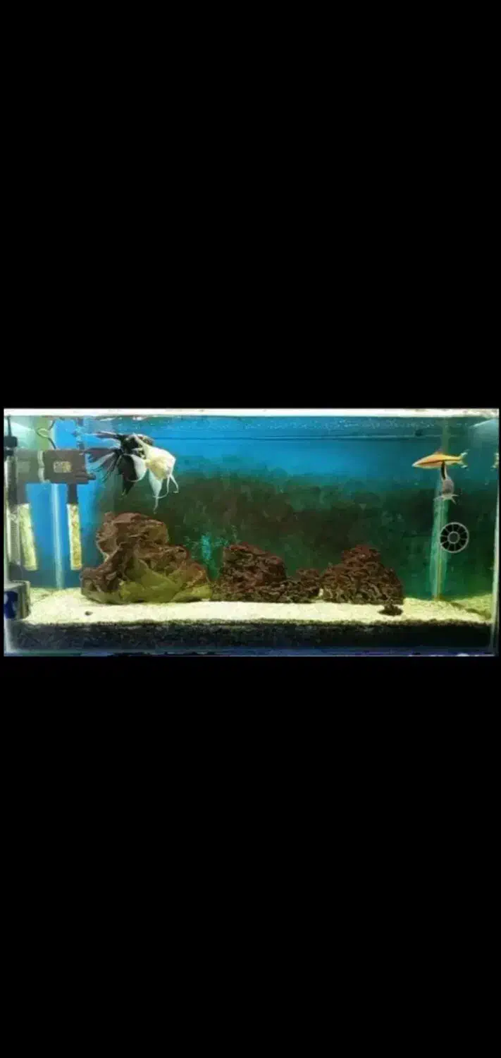 آکواریوم|ماهی|شوشتر, |دیوار