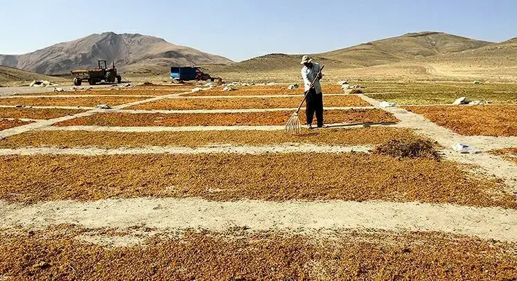 کشمش سبزه انگوری(دودی)وتیزاب|عمدهفروشی|ملایر, |دیوار