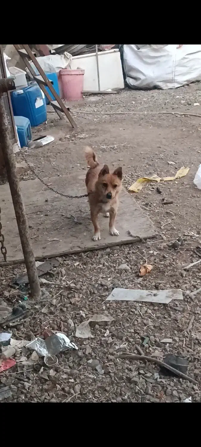 واگذاری فیندو نر|سگ|اردبیل, |دیوار