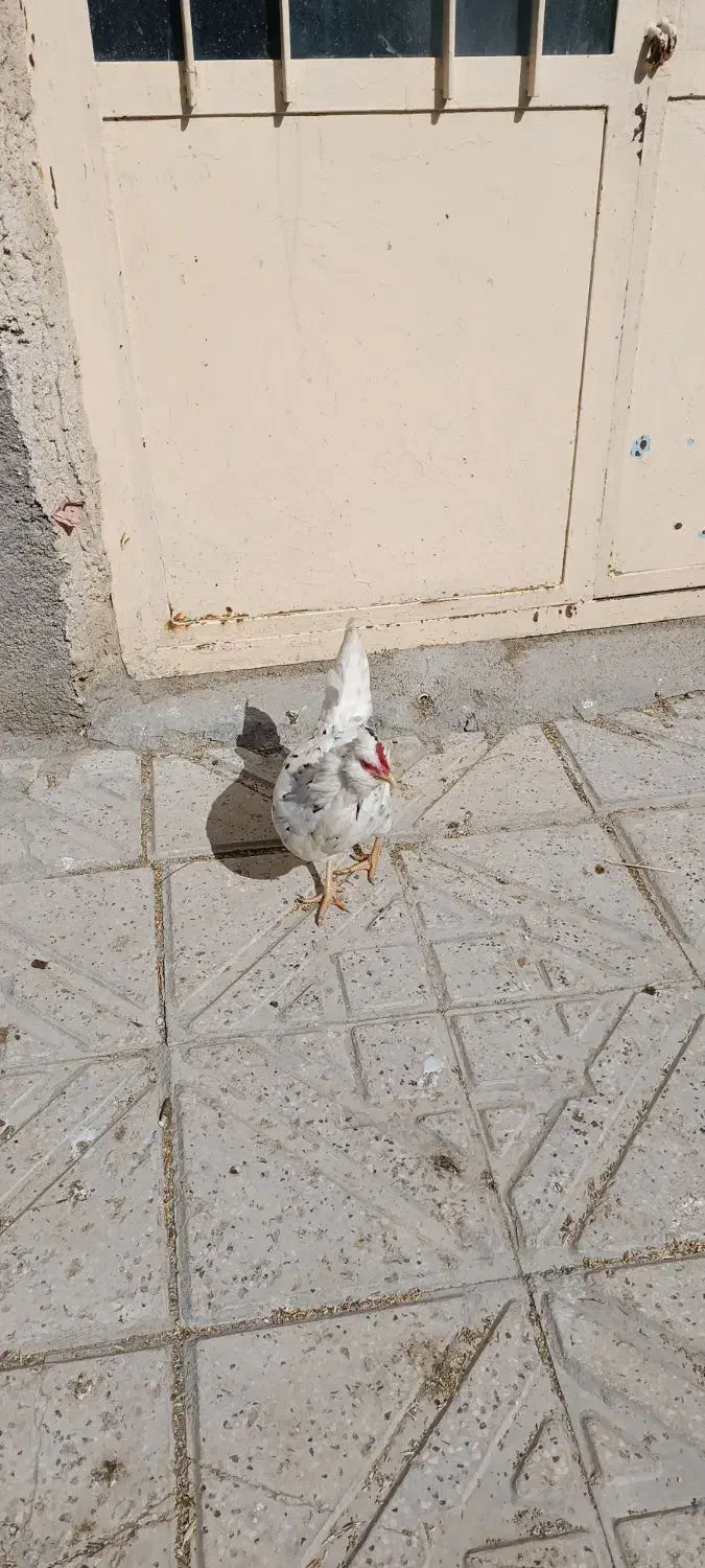 مرغ گلین|حیوانات مزرعه|شیروان (خراسان), |دیوار