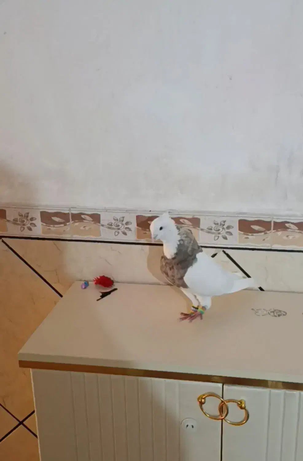 دم سفید توقی|پرنده|اهواز, ۲۴ متری|دیوار