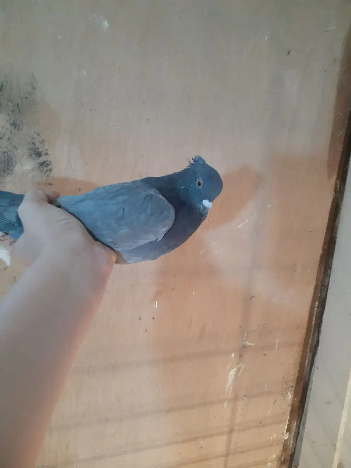 کبوتر|پرنده|لاهیجان, آهندان|دیوار