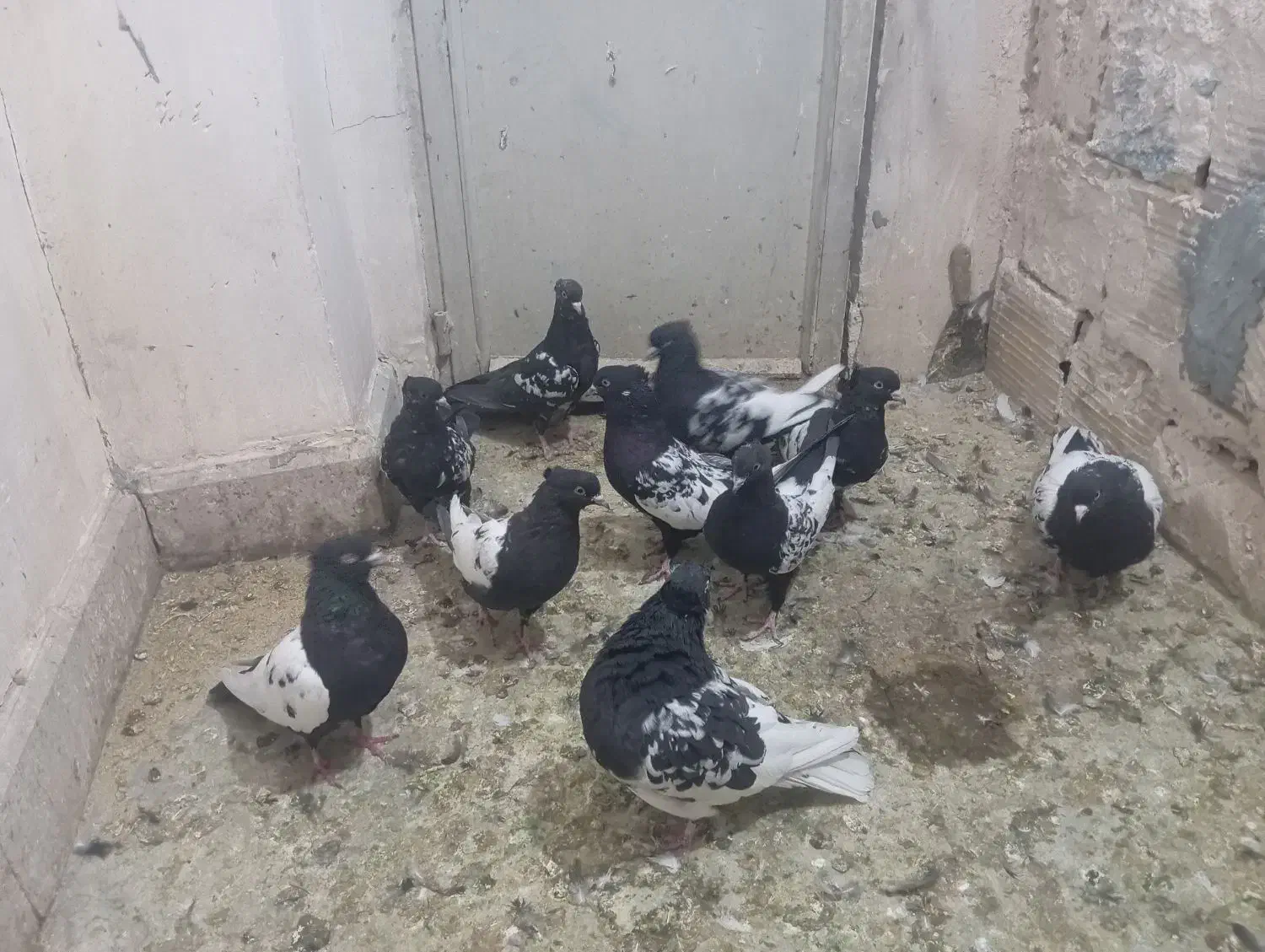 سینه سیاه سرسیاه|پرنده|کرمان, |دیوار