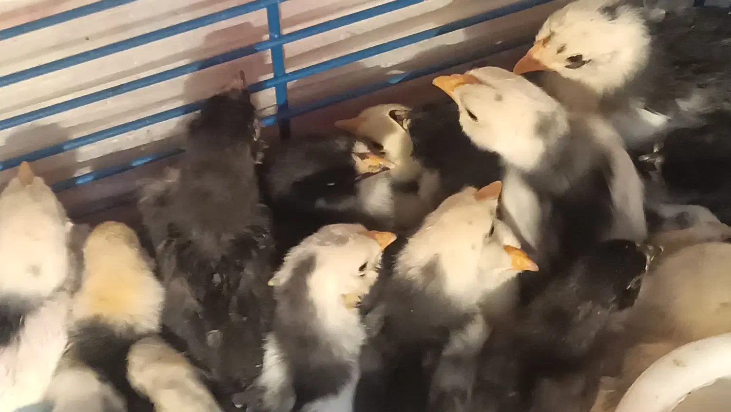 جوجه گلین لوری اصیل ریشو|حیوانات مزرعه|رباطکریم, رباطکریم|دیوار