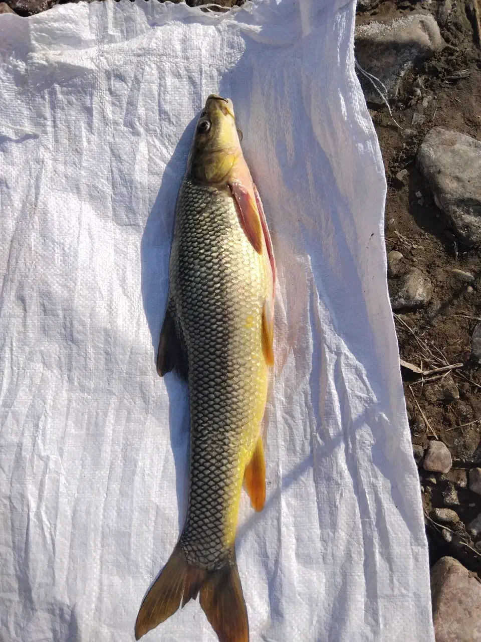 فروش ماهی تازه|ماهی|صوفیان, |دیوار