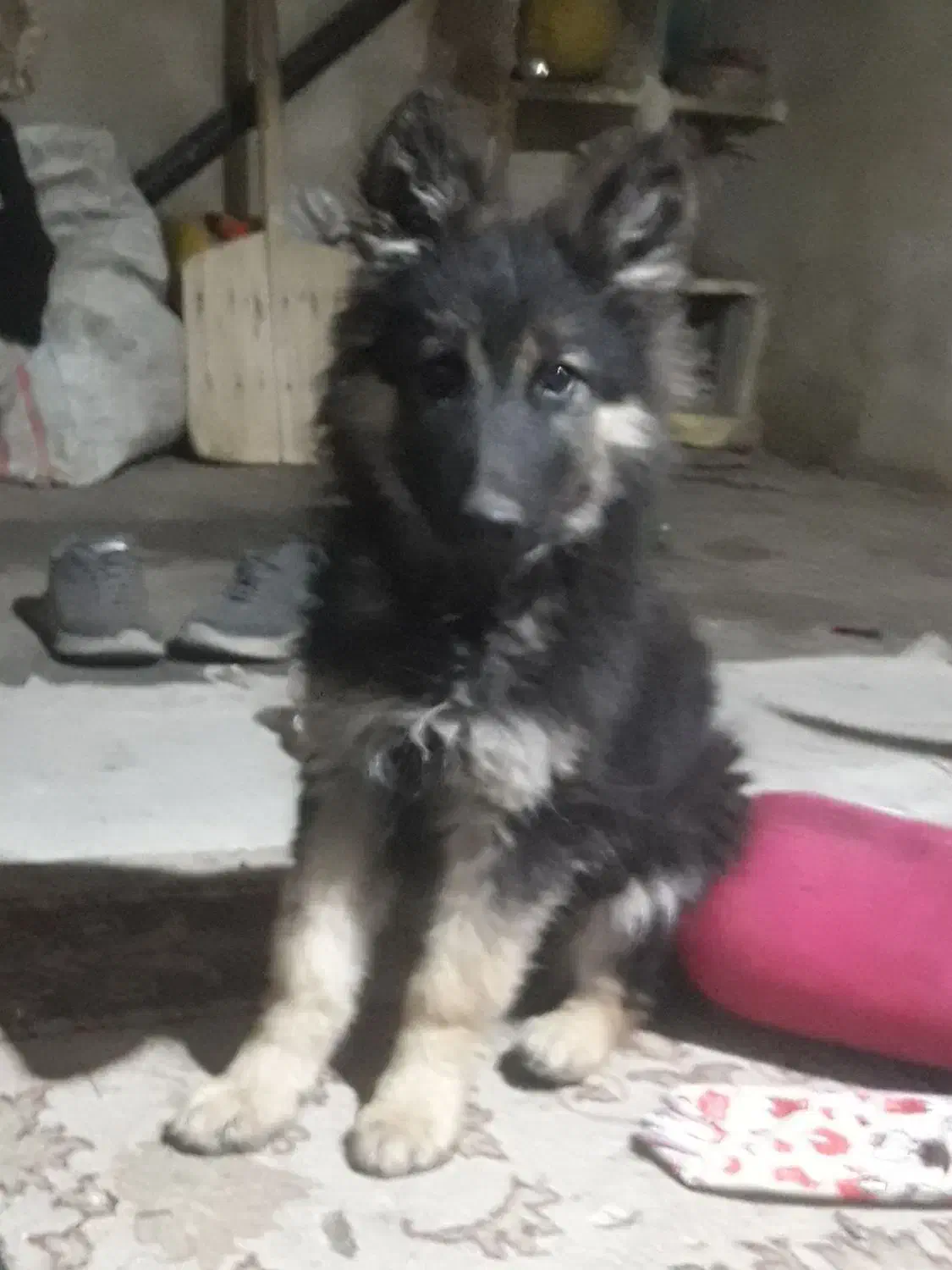 سگ نژادداراصیل ژرمن شیپر|سگ|ازنا, |دیوار