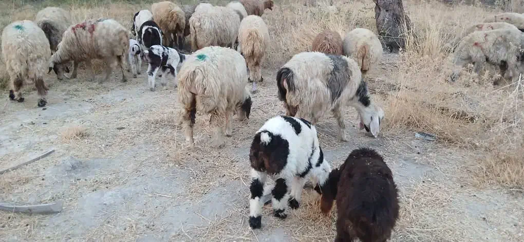 33راس شیشک میش داشتی بره دار و آبستن|حیوانات مزرعه|جره و بالاده, |دیوار