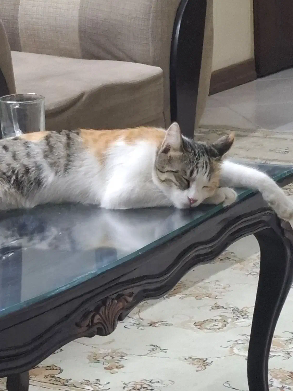 واگزاری گربه خانگی ماده|گربه|تهران, شارق|دیوار