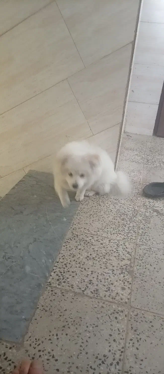 توله پامیرین|سگ|کهریزک, |دیوار