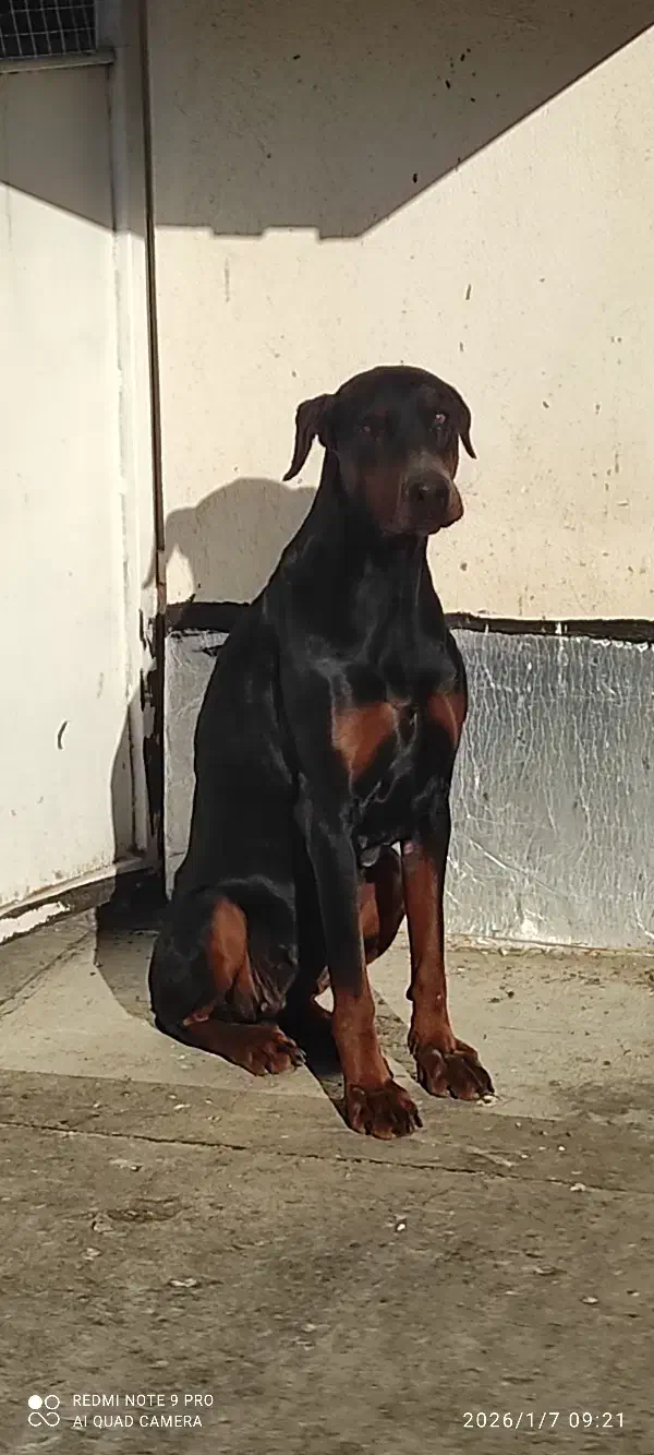 دوبرمن  آمریکایی|سگ|گنبد کاووس, |دیوار