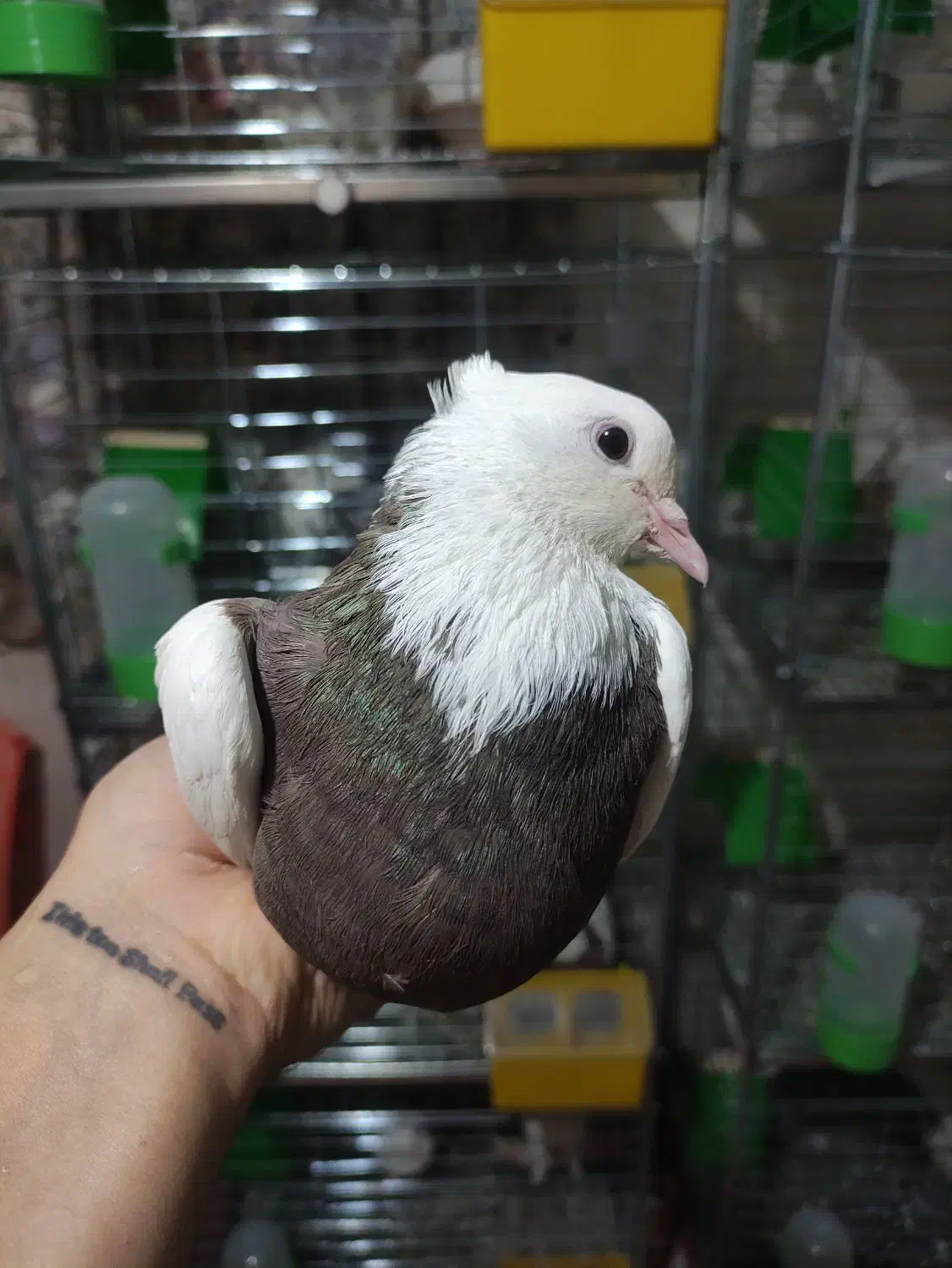 طوقی کاکلی ماده|پرنده|همدان, |دیوار