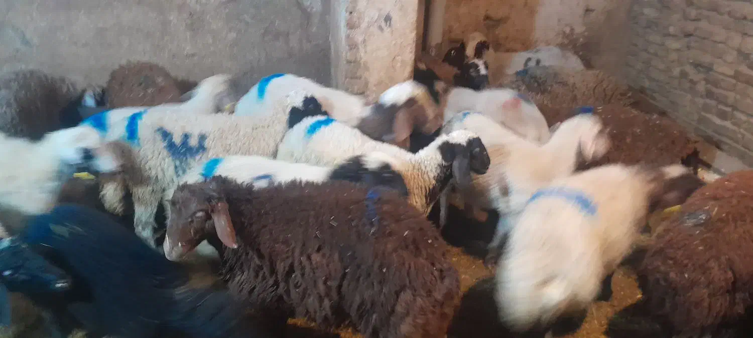 گوسفند زنده شرق غرب تهران باقصاب|حیوانات مزرعه|تهران, نارمک|دیوار