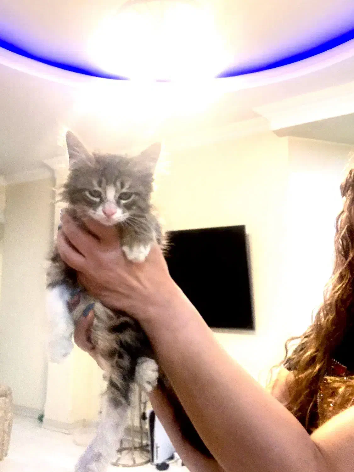 واگذاری گربه|گربه|تهران, درب دوم|دیوار