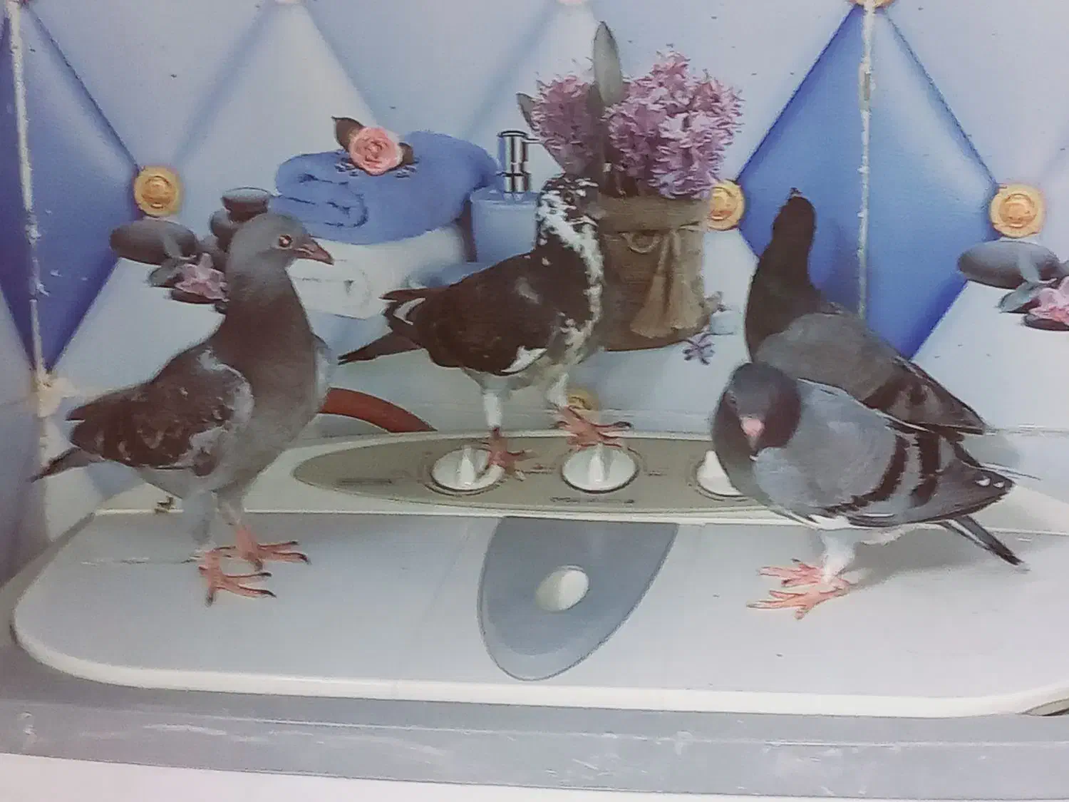 کبوتر|پرنده|باوی, |دیوار