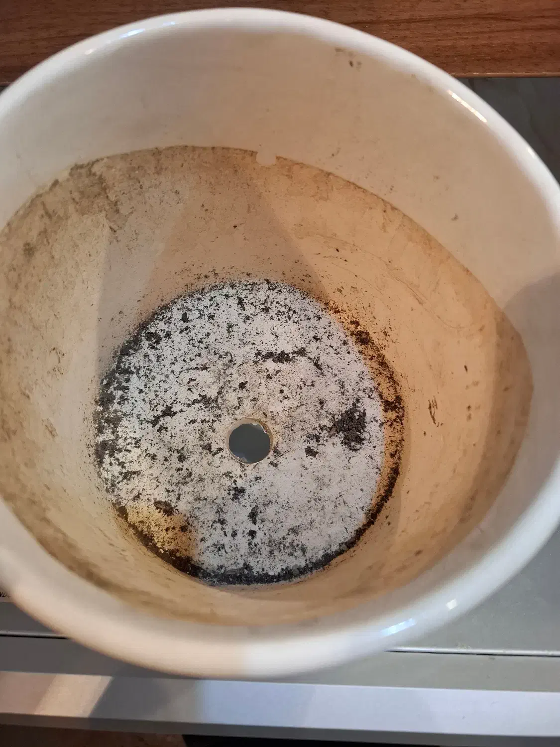 گلدان|گل و گیاه طبیعی|اهواز, ۳۰ متری|دیوار