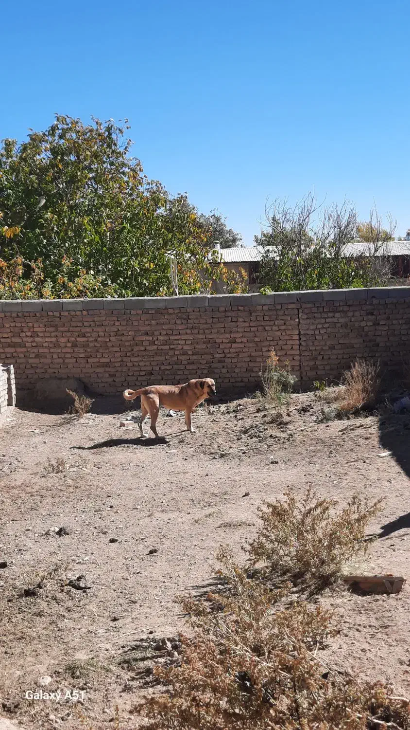 فروش سگماده عراقی آماده جفت گیری|سگ|قیدار, |دیوار