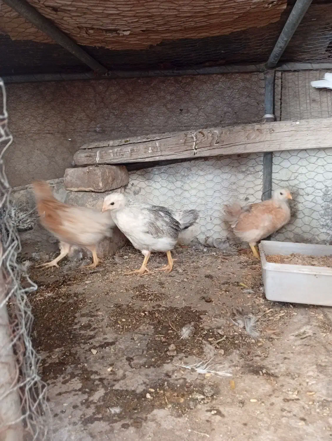 چوری وکفتر|پرنده|یزد, |دیوار