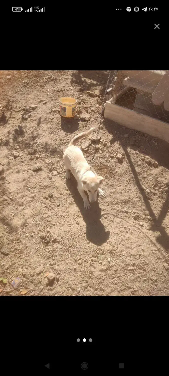 نر برفی|سگ|کرمانشاه, |دیوار