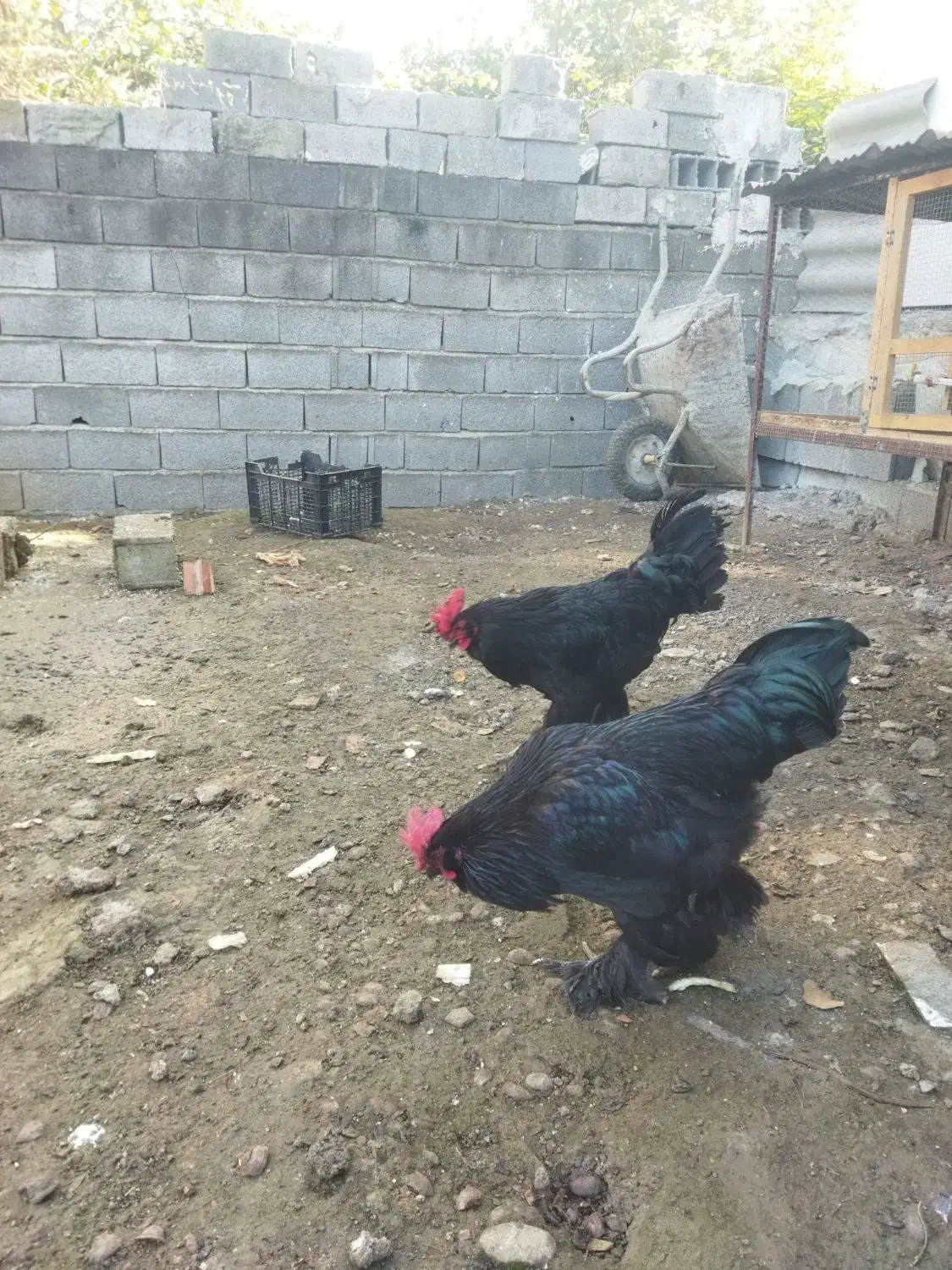 خروس مرندی|حیوانات مزرعه|شیرگاه, |دیوار