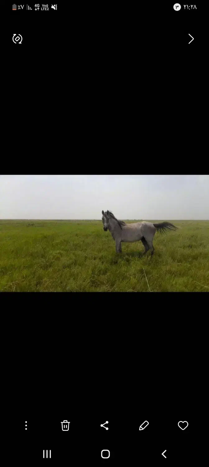 اسب حمدانی سمری|اسب و تجهیزات اسب‌سواری|اهواز, غیزانیه|دیوار