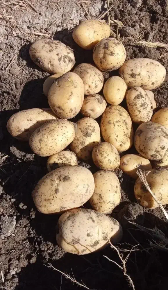 سیب زمینی|خوردنی و آشامیدنی|رشت, جهاد|دیوار