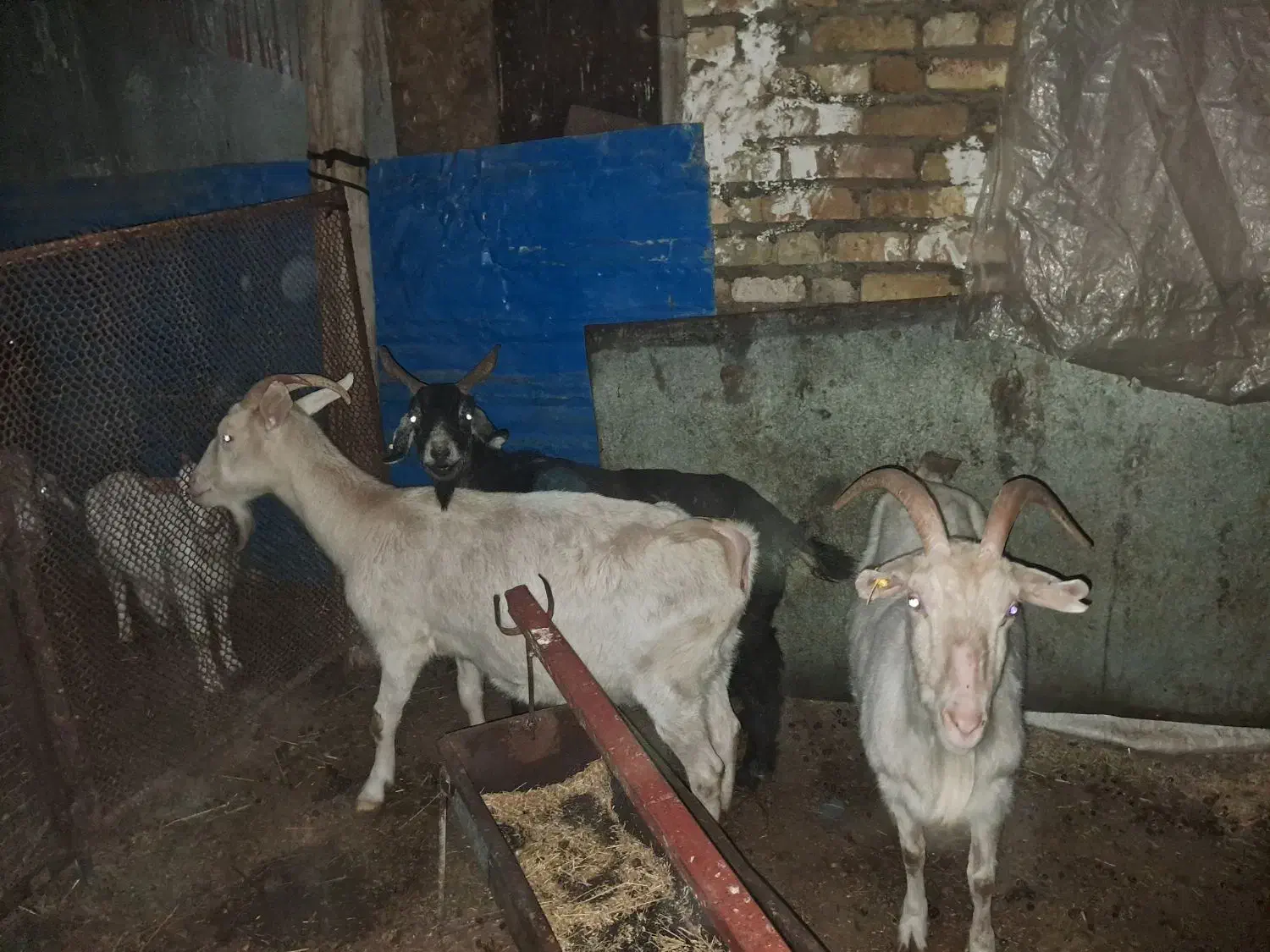 بز سانن|حیوانات مزرعه|انگوران, |دیوار