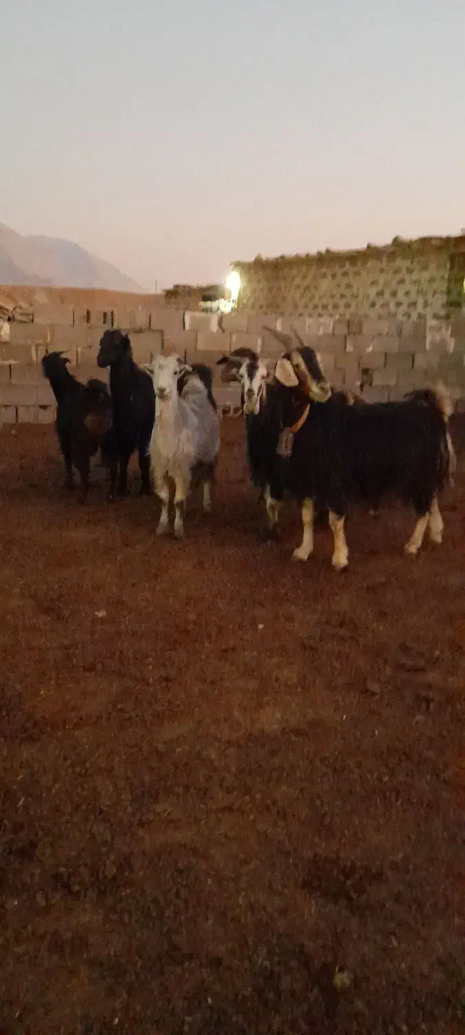 بز چپش کهره آبستنبرج ۱۰و۱۱|حیوانات مزرعه|درودزن, |دیوار