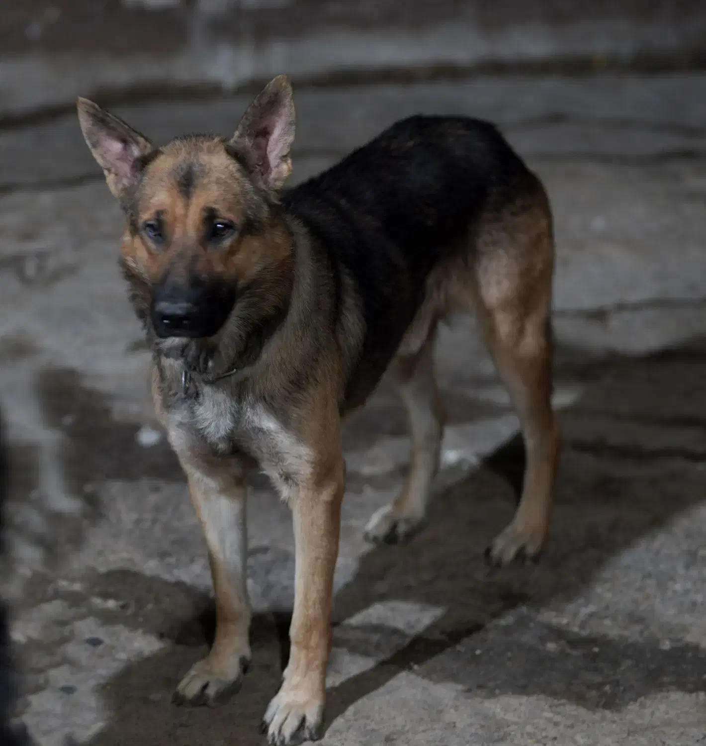 سگ نر ژرمن ورک لاین|سگ|صحنه, |دیوار