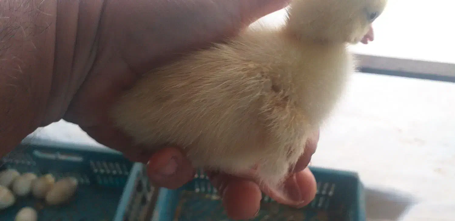 جوجه غاز ۳روزه|حیوانات مزرعه|بندر ترکمن, |دیوار