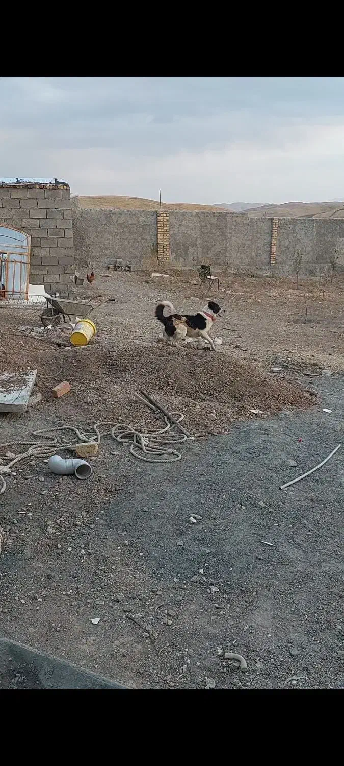 واگذاری سگ قدریجون نگهبان صدرصد|سگ|کرمانشاه, |دیوار