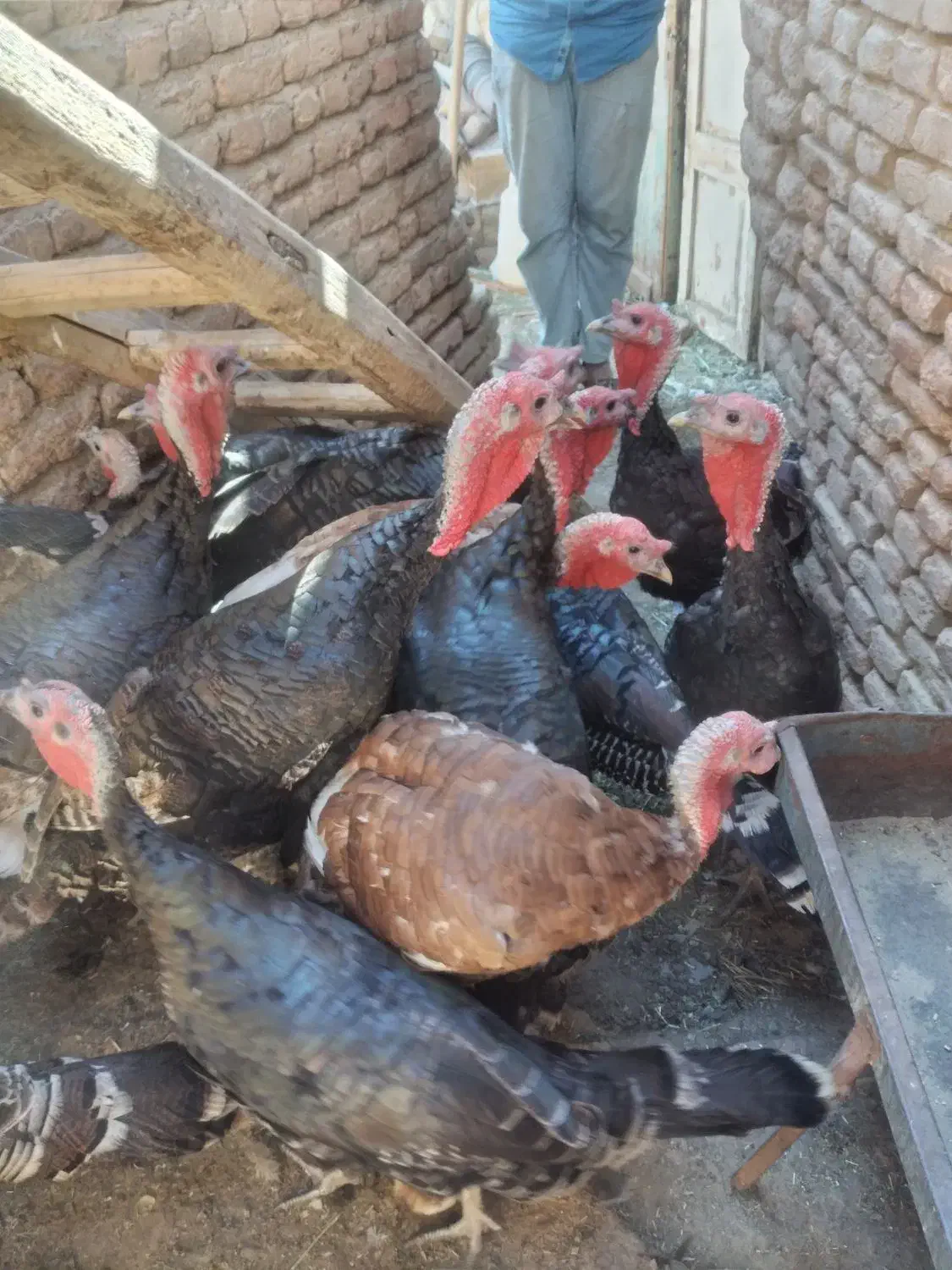 ده،عددبوقلمون،نرروستای|حیوانات مزرعه|خسروشاه, |دیوار
