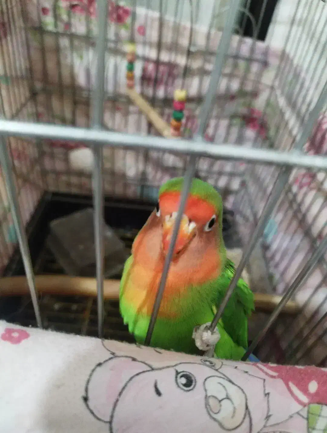 طوطی برزیلی|پرنده|چهاردانگه (تهران), |دیوار