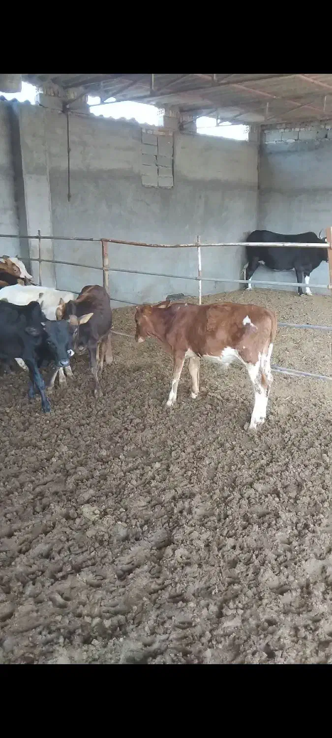 فروش ۲۸ راس گوساله دورگ|حیوانات مزرعه|تهران, آرژانتین|دیوار