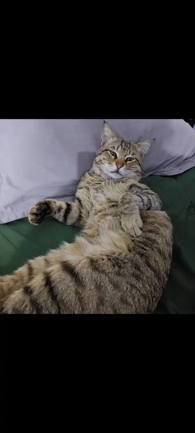 واگذاری گربه|گربه|دوگنبدان, |دیوار