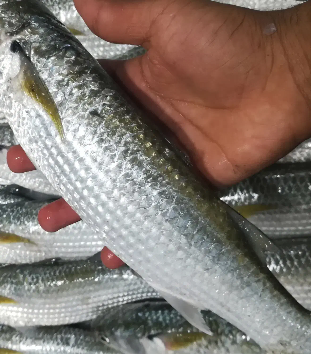 تور چشمه ۱۹|ماهیگیری|بندر ماهشهر, |دیوار